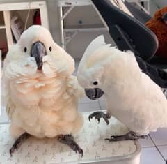 parrot chicks 03278529846 macaw parrot | grey parrot | cockatoo parro