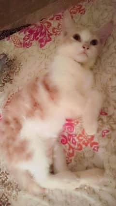 cute kitten male 3 month for sell