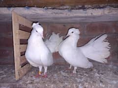 White Luky, Breeder pain with 1 chick