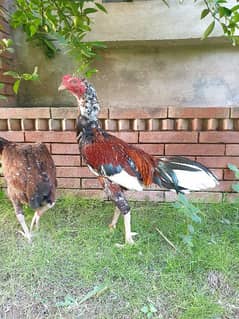 Aseel pair Cock & Hen