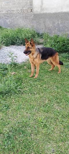 German Shepherd Female