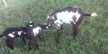 bakri for sale nagri dabi betal pure saiwal breed with 2kidmale female