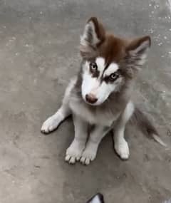 Siberian husky blue eyes