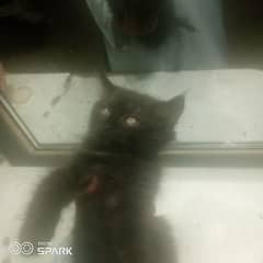 A cat kiten for sale 0