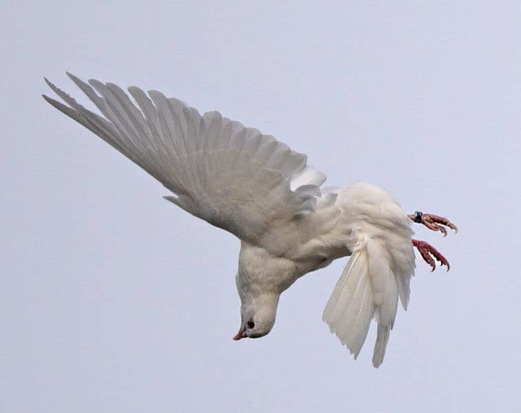 Roller bazigar|tumbler pigeon|bazigar kabutar|rollerkabutar03156830516 0