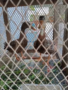 beauty with black colour duck pair