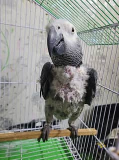 African Grey 1 Year Male Parrot