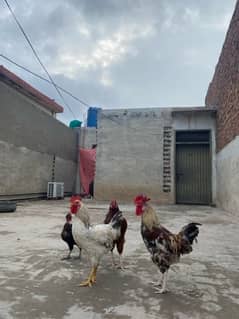 Hens for sale 3male and 1 female