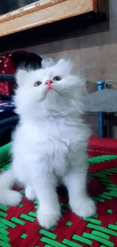 Persian cat for Sale