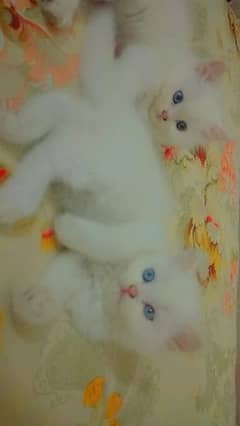 Persian cats