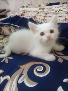 Mixed persian Kittens for sale