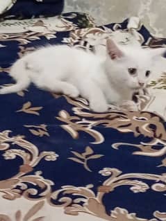 Mixed persian Kittens for sale