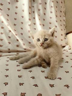 Cute baby pure persian double cout at reasonable price