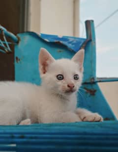 Khao Manee/White Gem Kittens & Cat