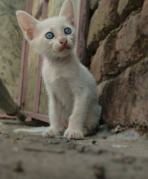 Khao Manee/White Gem Kittens & Cat 1