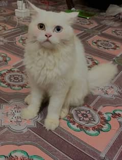 persian cat with 2 colour eye  vaccined cat