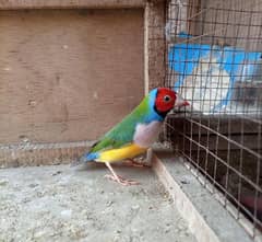 Gouldian finches jawa