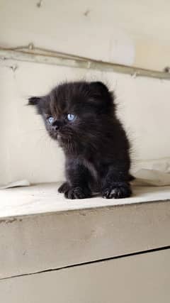 Black,Grey,white Coloured Kittens