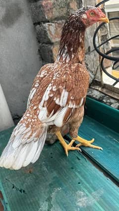 Mainwali female Brown colour