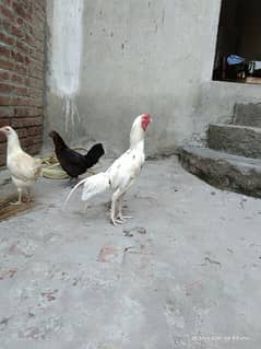 location hafizabad heera cross male CHOTI nok ma white nok nali 0