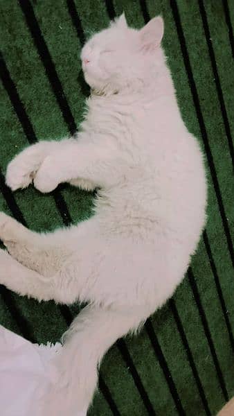 Persian male triple coated in reasonable price 0