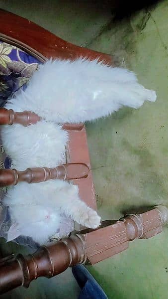 Persian male triple coated in reasonable price 3