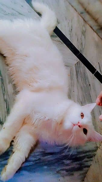 Persian male triple coated in reasonable price 4