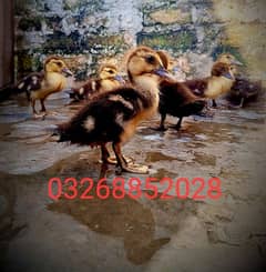 5 chicks of Muscovy duck are available