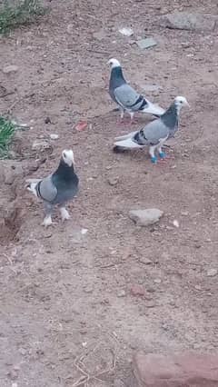 sawy mukhi Kabutar 2Pair for sale 0