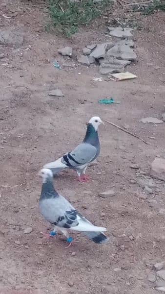 sawy mukhi Kabutar 2Pair for sale 6