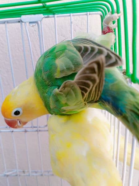 love birds breeder and bonded Pairs 7