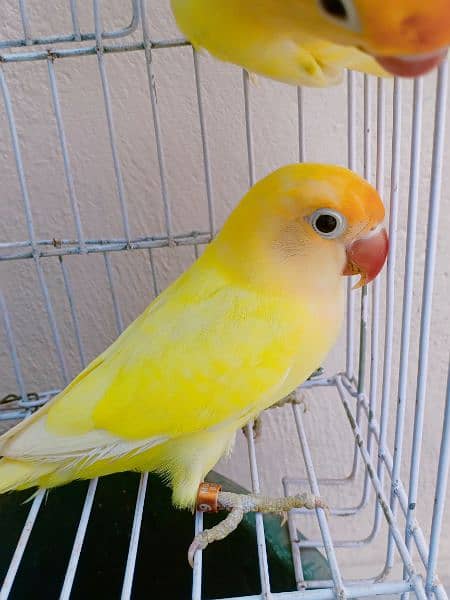 love birds breeder and bonded Pairs 8