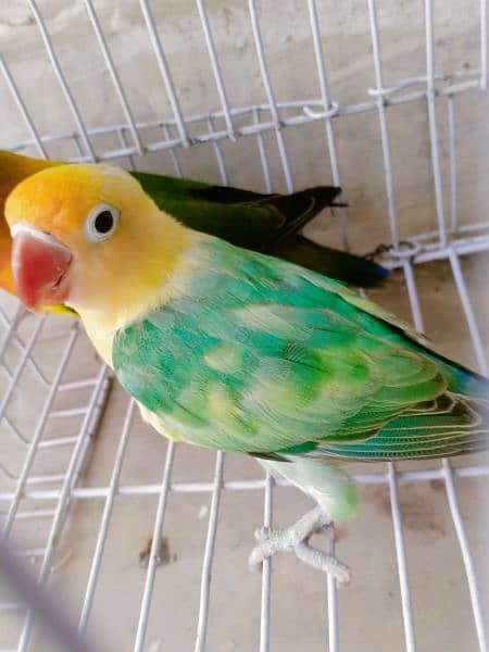 love birds breeder and bonded Pairs 9