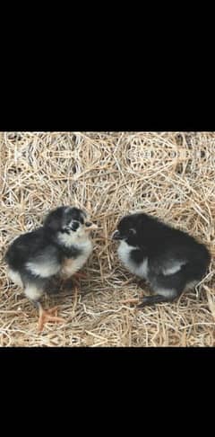 Australorp Chicks