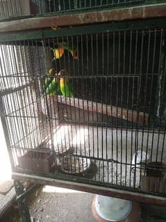 love bird for sale