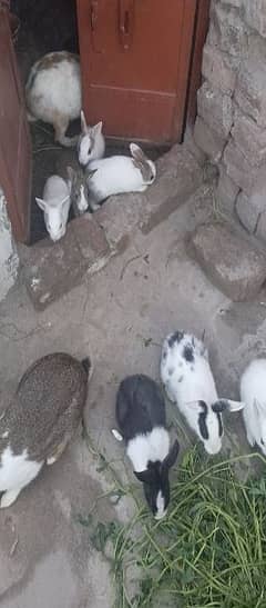 18 rabbit male and female