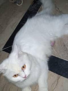 Persian kittens for sale