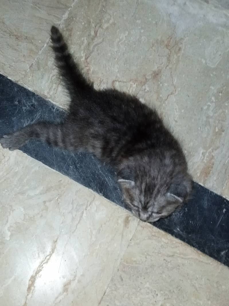 Persian kittens for sale 1