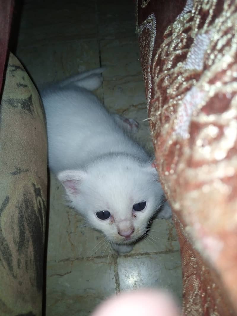 Persian kittens for sale 2