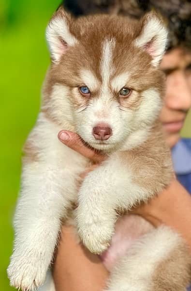 Siberian husky king size long coat pedigree puppy 1