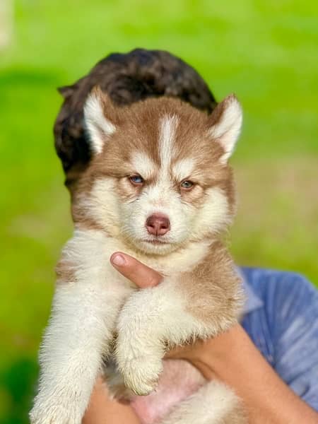 Siberian husky king size long coat pedigree puppy 2