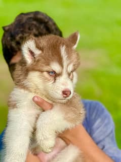 Siberian husky king size long coat pedigree puppy