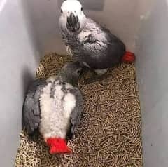 African Grey Parrot checks for s03319974101