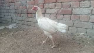 Hera Aseel Mianwali breeder female