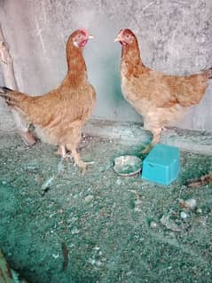 desi hens