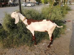 full size bakri for sale 0316 8844774