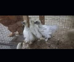 white silky chicks