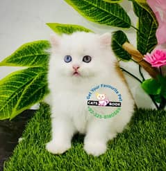 Odd eyes Blue eyes Triple coat punch face Persian kitten