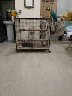 macaw pair,1 male 1 female