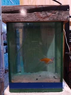 aquarium for urgent sale